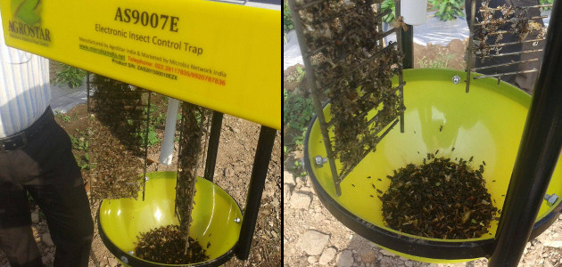 Microbiz Network India - Electronic Pest Control Trap - Trapped Insects